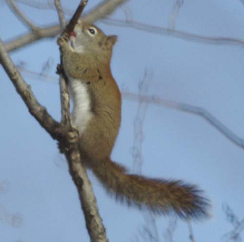 Red squirrel licking sap