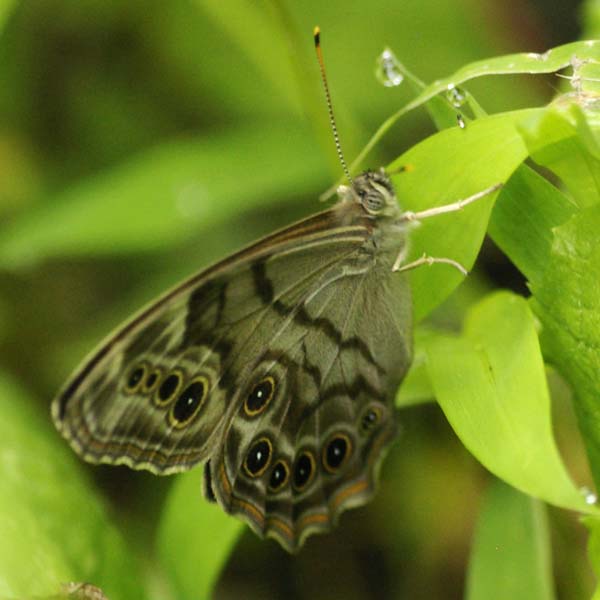 Northern pearly-eye