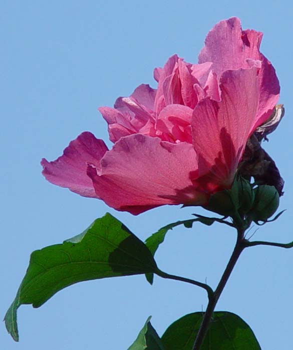 rose of sharon