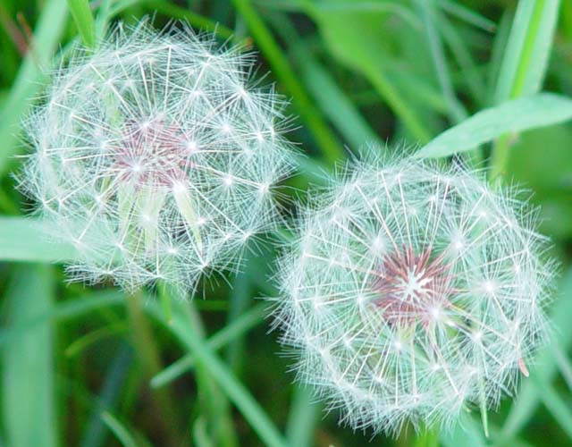 Geodesic dandelion seeds