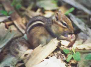 eastern chipmunk