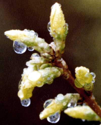 Forsythia flowers with dew