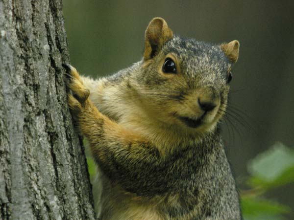 Fox squirrel portrait