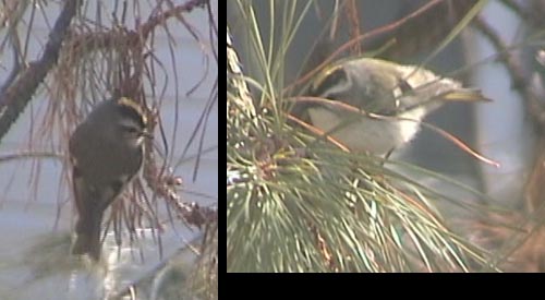 Golden-crowned kinglet