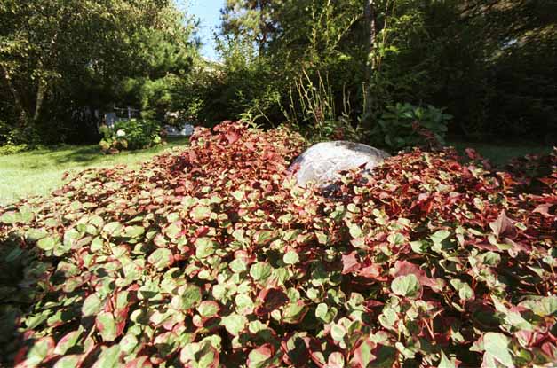 Leaf river