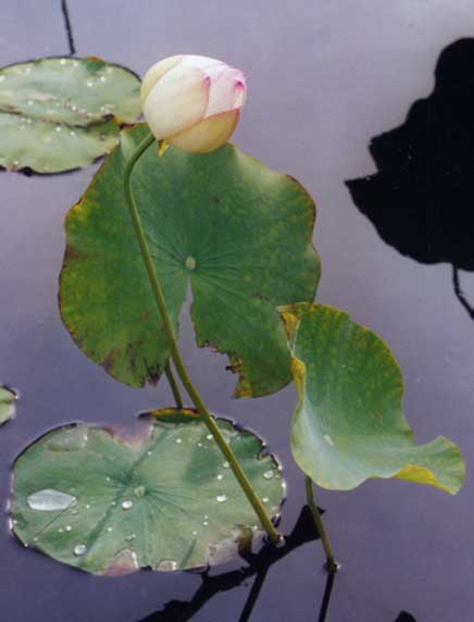 A tall water lily