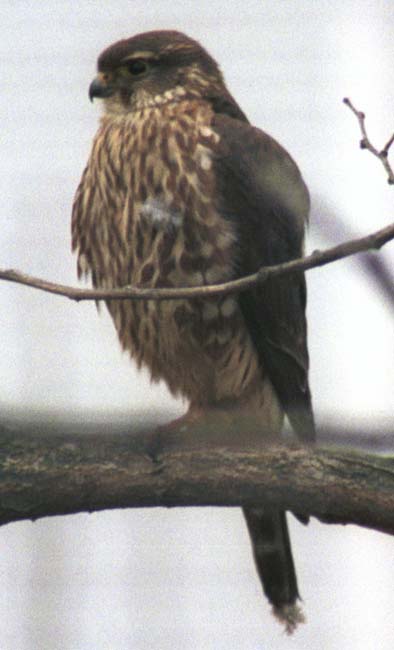 merlin