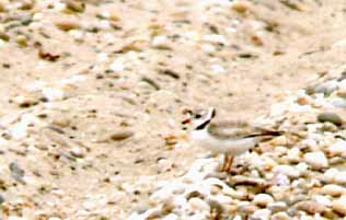Piping plover