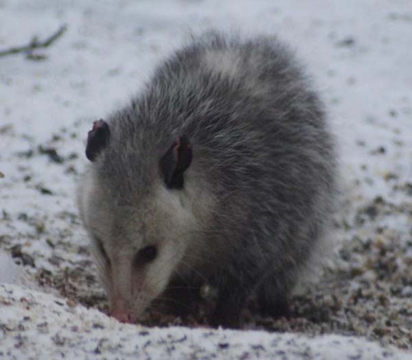 Opossum