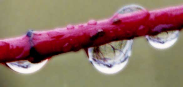 Dew drops