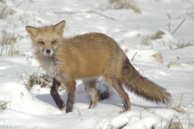 Identify the two hawks