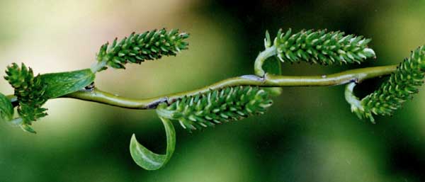 Corkscrew willow