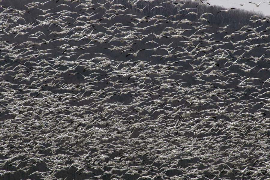 Snow geese swarm 2