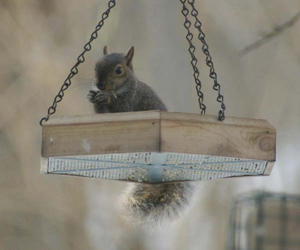 Tiny Scoiattolo in the seedtray