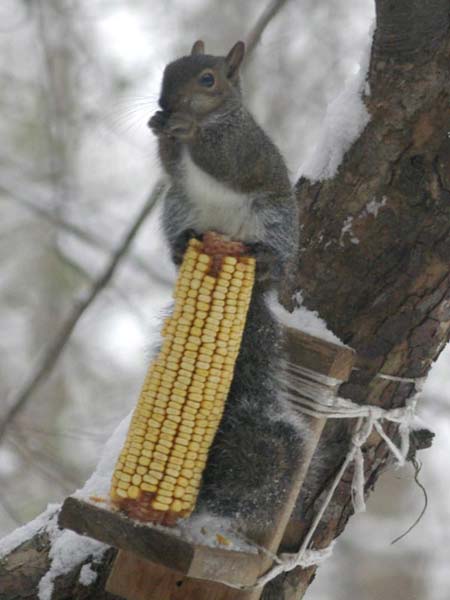 Tiny Sciattolo on top of the world