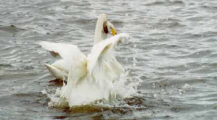 Whooper display 1