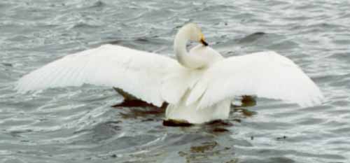 Whooper display 2