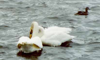 Whooper necking