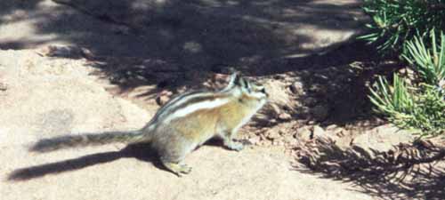 Zion Zeke: western chipmunk