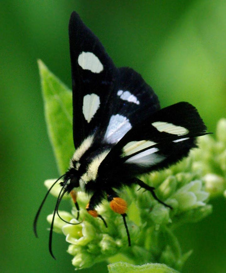 Eight-spotted forester moth