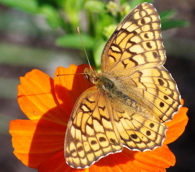 Euptoieta claudia