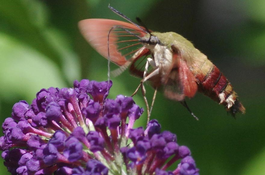 Hummingbird clearwing