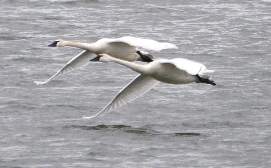 Wing kissing the lake