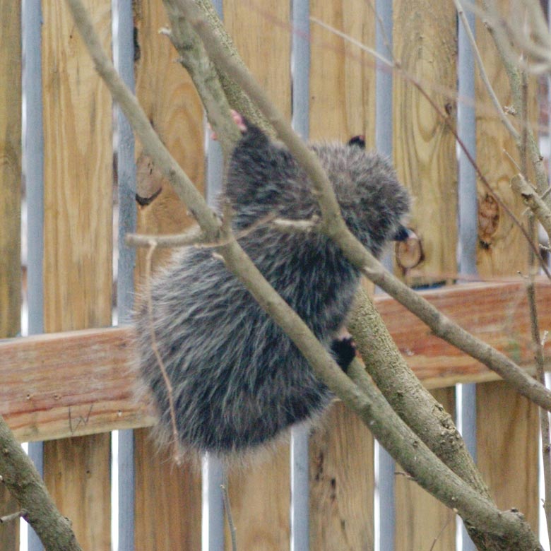 Opossum in a twirl