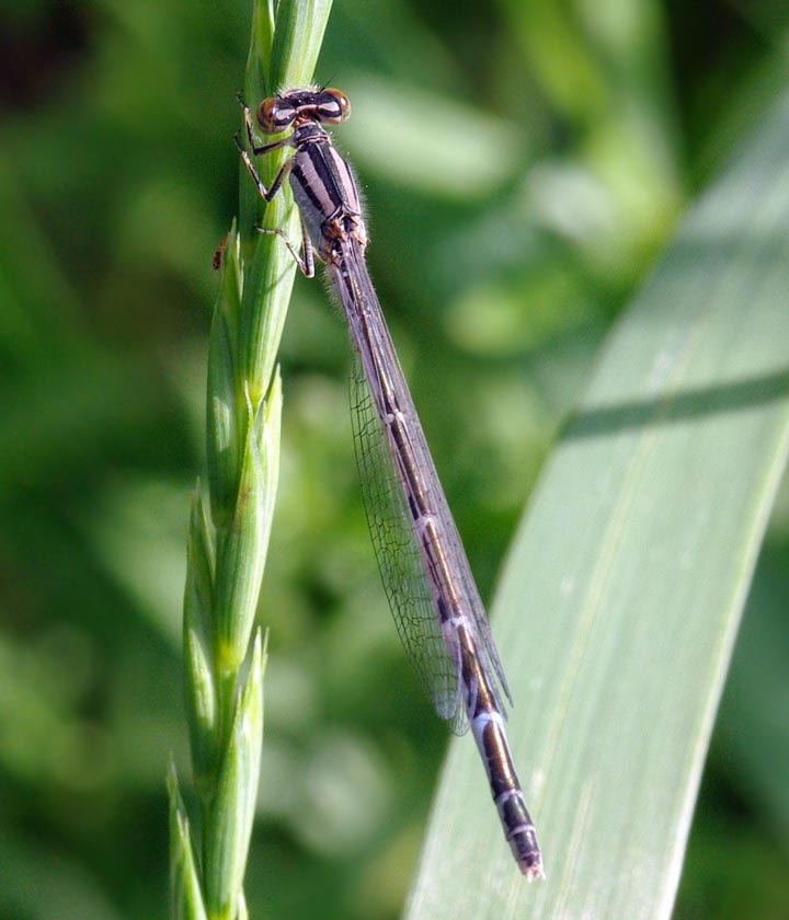 Colorful pond damselfly