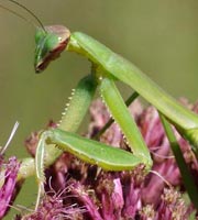 Perihelion SF, July 2016