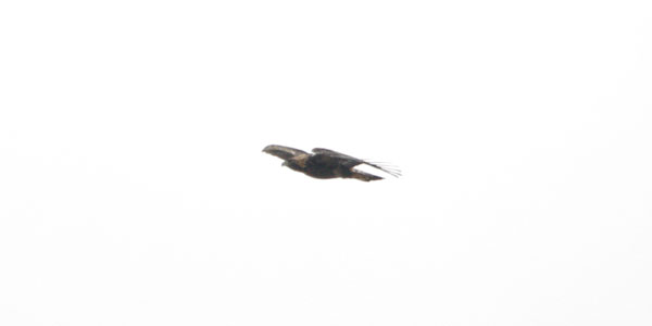 Golden eagle in the distance