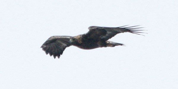 Golden eagle in the distance