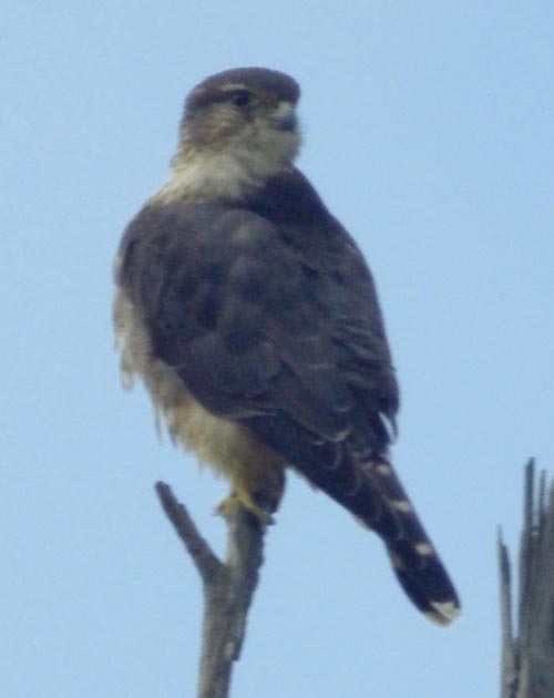 Merlin