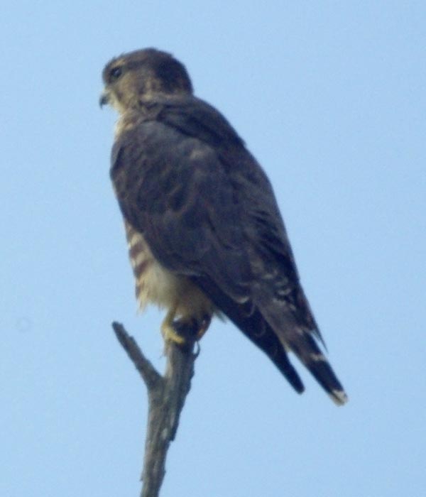 Merlin