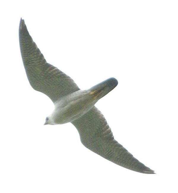 Isis the peregrine falcon