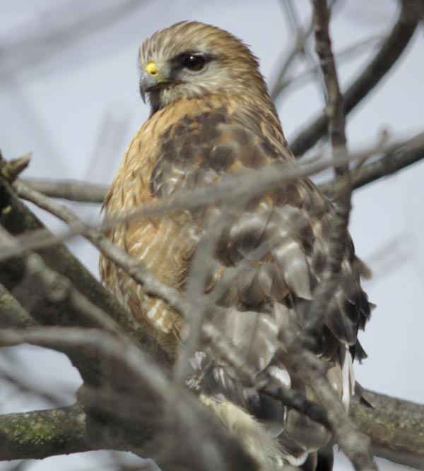 Red-shouldered hawk