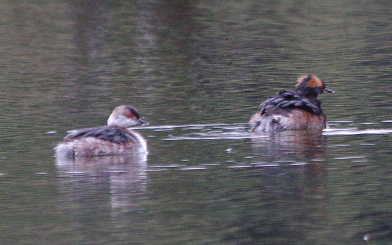 Horned grebe pair