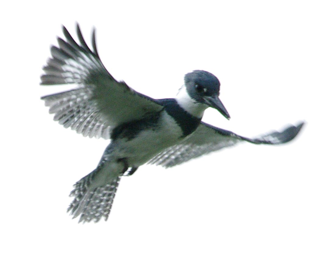 Kingfisher hovering