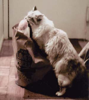 all-time favorite treat