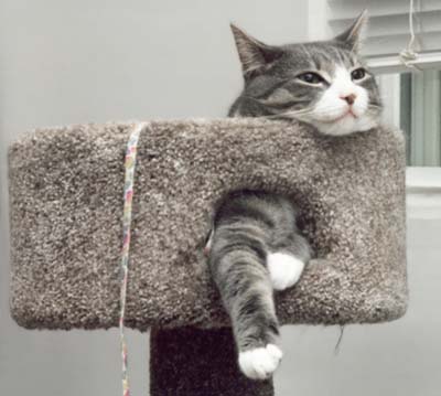 Relaxed George