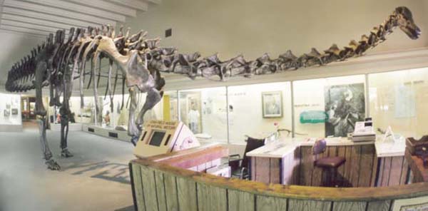 Diplodocus carnegiei