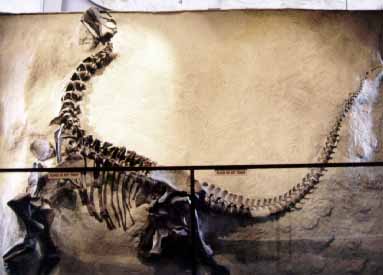 camarasaur