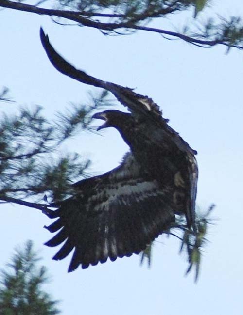 Incoming immature bald eagle