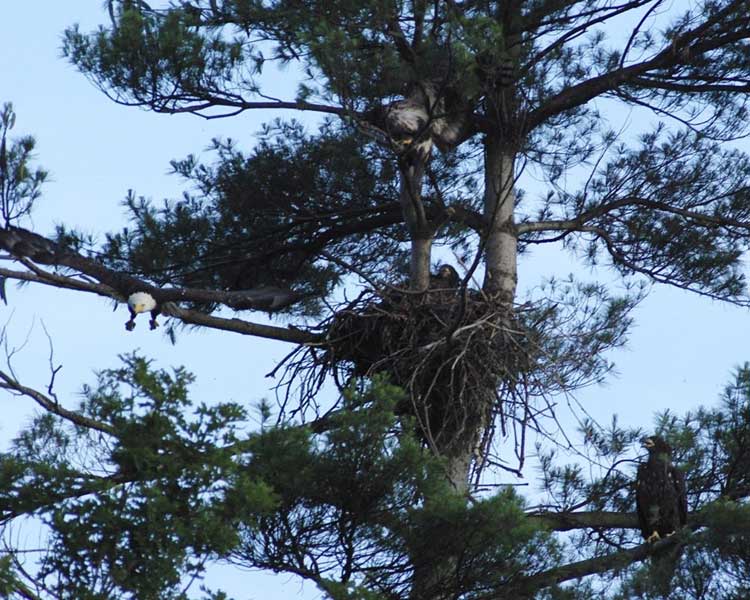 Adult bald eagle and eaglet