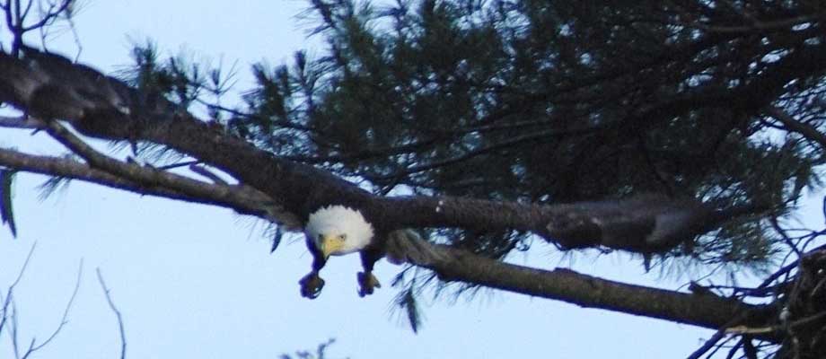 Oncoming adult bald eagle