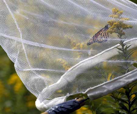 Net over monarch