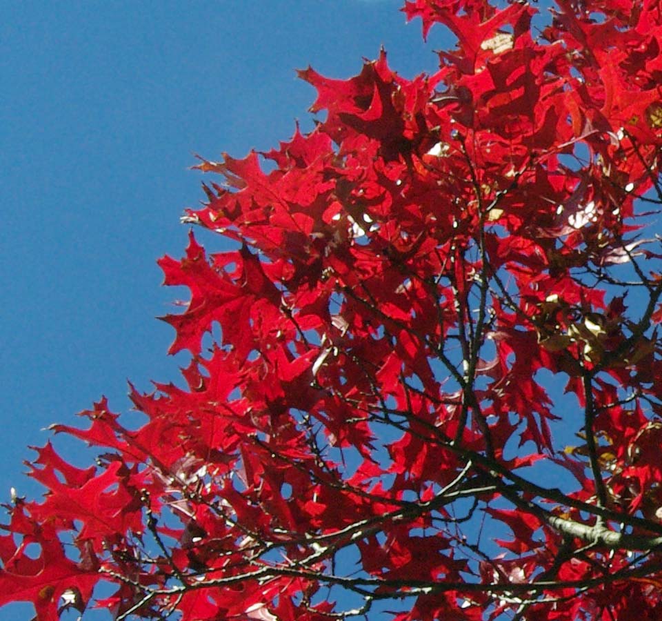 Autumn red brilliance