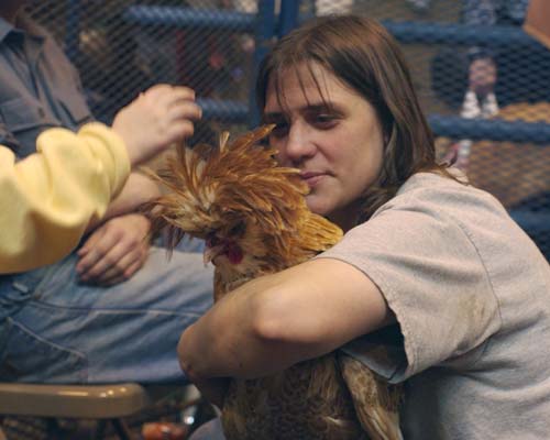 Rooster petting and hugging