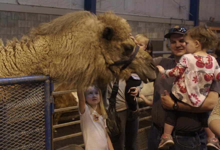 Kylee the camel at Wild About Animals 2017